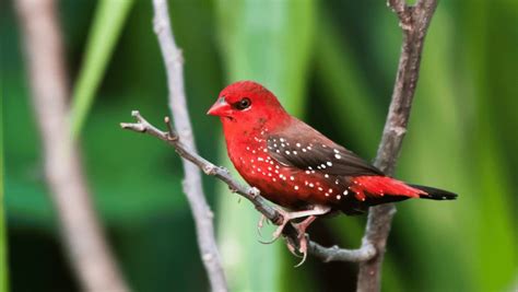strawberry finch figgerits answers|Figgerits Strawberry finch Answer .